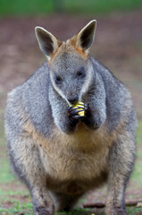 Naklejka premium feeding wallaby