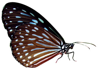 Plakat papillon