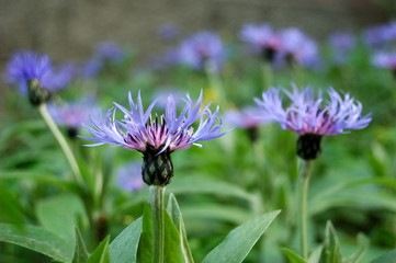 blue flower - cyanus montanus