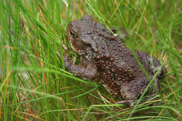 bufo bufo