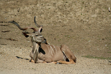 tragelaphus strepsiceros