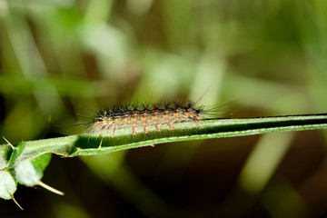 caterpillar