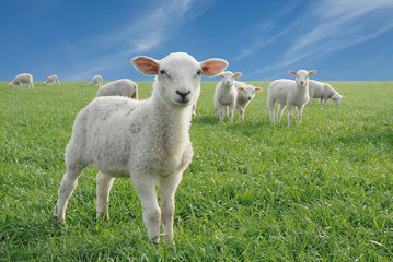 cute little lambs - 3358549
