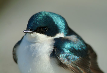 hirondelle © NICOLAS LARENTO