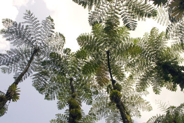 Obraz premium fougères arborescentes