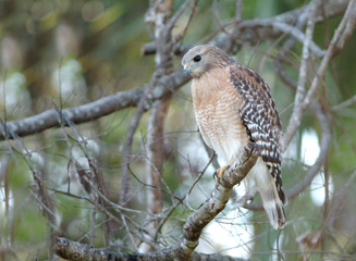 red shoulder hawk