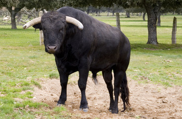 toro bravo