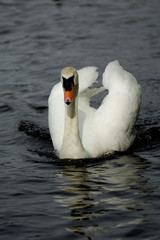 Naklejka premium regal swan
