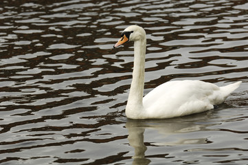 swan