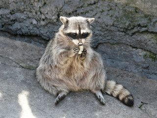 racoon © Elena Pahl