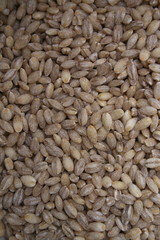 pearl barley