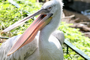 pelican