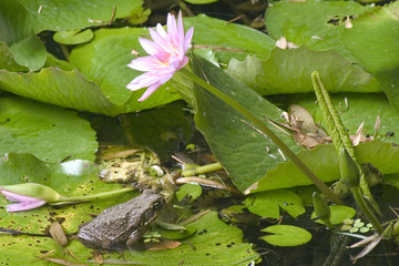 crapaud et n&eacute;nuphar
