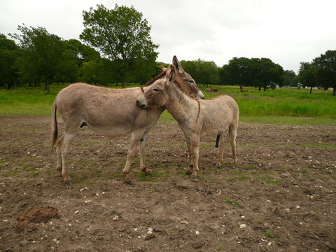 backscratching donkeys