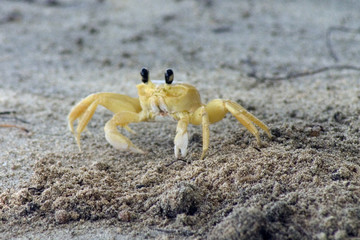 crabe jaune