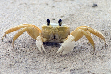 crabe de terre