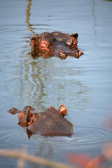 flußpferd