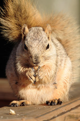 cute blond squirrel eating a nut