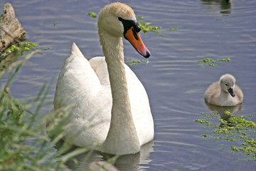 swan with signet