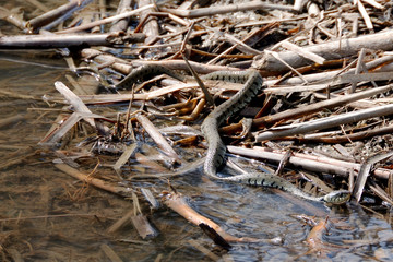 biscia d'acqua