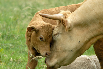 vache et son petit veau