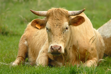 vache