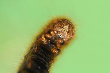 chenille  caterpilar