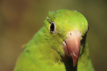 green parrot