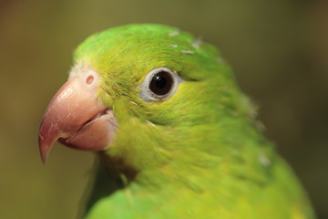 parrot looking left