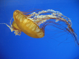 jellyfish © elden