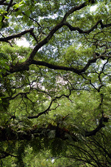 plants on branches2