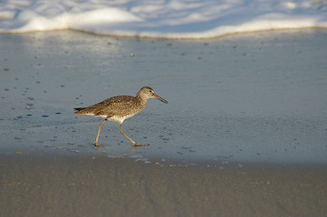 sand piper