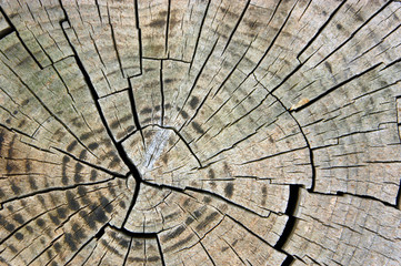 timber cross section