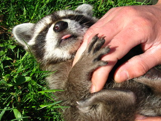 baby racoon © Sebastian Corneanu