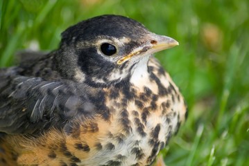 juvenile robin