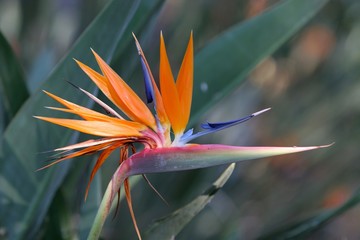 Obraz premium bird of paradise flower