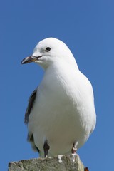 seagull sitting on post
