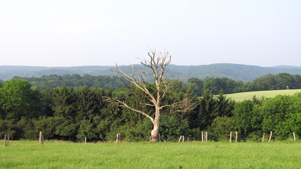 landschaft mit kahlem baum