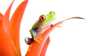 frog on a plant
