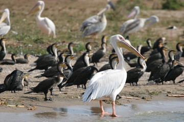 pélicans et grands cormorans