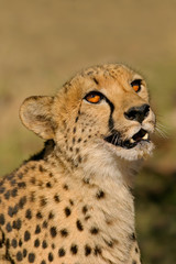 cheetah portrait