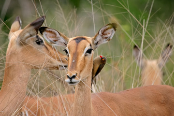 impala portrait