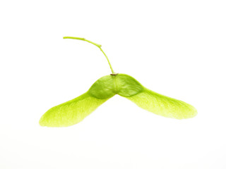 maple seed
