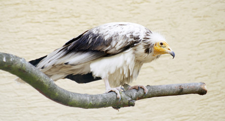 geier auf ast