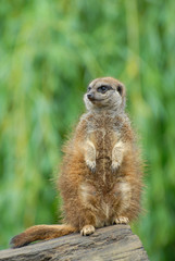 meerkat