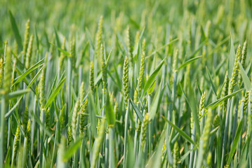 wheat field