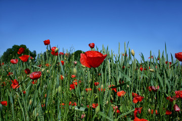 mohn und korn