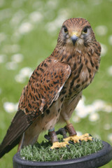 hawk