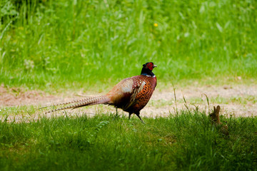 ring-necked cock pheasant (phasianus colchicus) an