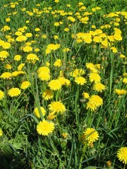 yellow  dandelions
